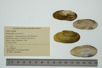 Medionidus conradicus image