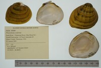 Pleurobema oviforme image