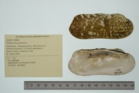 Theliderma cylindrica image