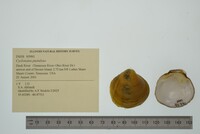 Cyclonaias pustulosa image