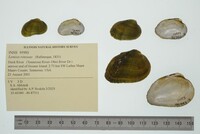 Lemiox rimosus image