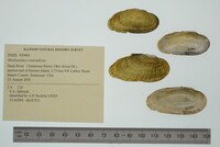 Medionidus conradicus image