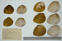 Pleuronaia dolabelloides image