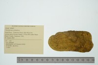 Theliderma cylindrica image