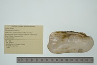 Theliderma cylindrica image