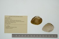 Truncilla truncata image