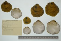 Cyclonaias pustulosa image