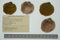 Cyclonaias tuberculata image