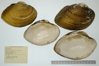 Lampsilis ovata image