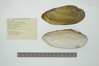 Lampsilis teres image