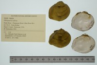 Obliquaria reflexa image