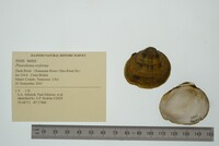 Pleurobema oviforme image