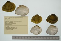 Truncilla truncata image
