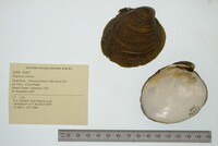 Fusconaia ebena image