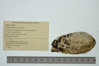 Ptychobranchus subtentus image