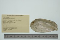 Ptychobranchus subtentus image