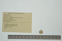 Corbicula fluminea image