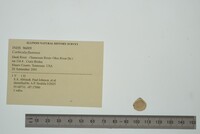 Corbicula fluminea image