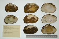 Epioblasma brevidens image