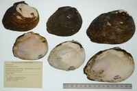 Pleurobema sintoxia image