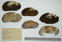 Strophitus undulatus image