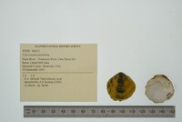 Cyclonaias pustulosa image