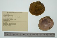 Cyclonaias tuberculata image