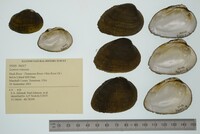 Lemiox rimosus image