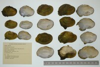 Epioblasma ahlstedti image