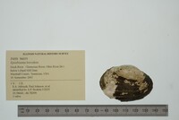 Epioblasma brevidens image