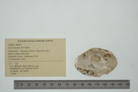 Epioblasma brevidens image