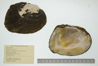 Megalonaias nervosa image