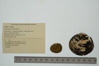 Obovaria subrotunda image