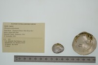 Obovaria subrotunda image