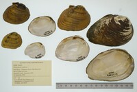 Pleurobema oviforme image