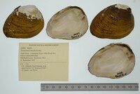 Pleuronaia dolabelloides image