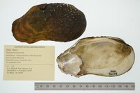 Tritogonia verrucosa image