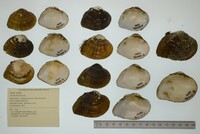 Truncilla truncata image