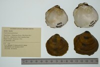 Cyclonaias pustulosa image