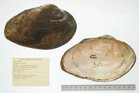 Pyganodon grandis image