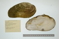 Ptychobranchus fasciolaris image