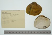 Pleuronaia barnesiana image