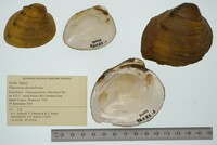 Pleuronaia dolabelloides image