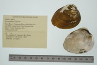 Pleurobema oviforme image