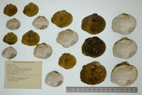 Obliquaria reflexa image