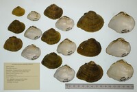 Truncilla truncata image