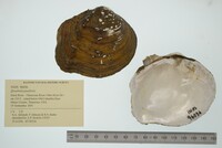 Quadrula quadrula image