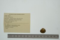 Corbicula fluminea image