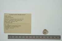 Corbicula fluminea image