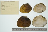 Pleurobema oviforme image